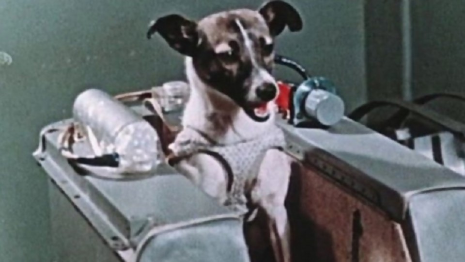 Laika: la perra que se transformó en “la primera astronauta en el espacio exterior” —  ¡Qué animal! — Abran Cancha | El Espectador 810