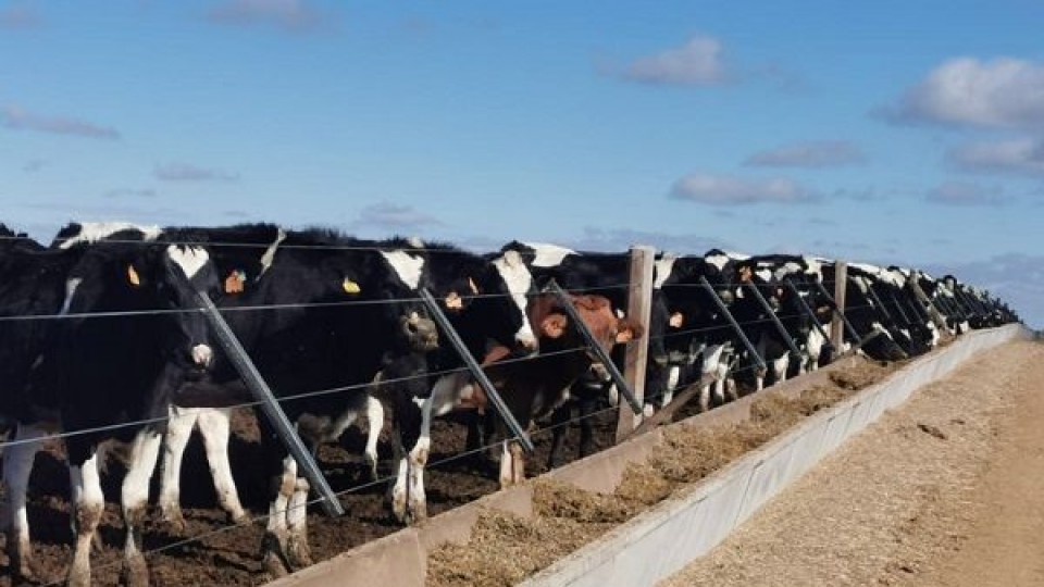Quinta baja consecutiva preocupa al sector lechero —  Lechería — Dinámica Rural | El Espectador 810