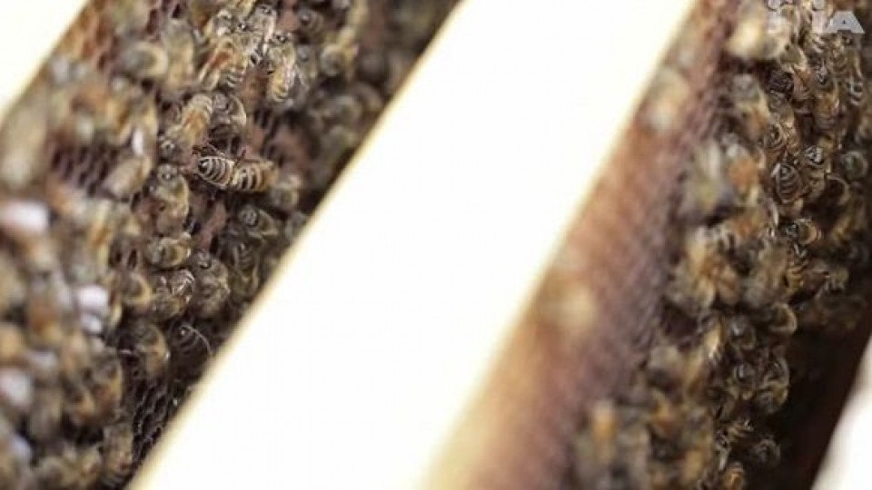 Ciencia al alcance de la mano: el impacto de las abejas y los polinizadores salvajes en los cultivos —  Audios — Geografías inestables | El Espectador 810