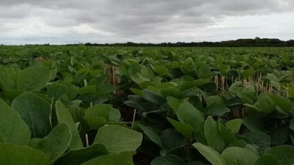Las lluvias fortalecieron a la soja, y mantienen el potencial de rendimiento —  Agricultura — Dinámica Rural | El Espectador 810