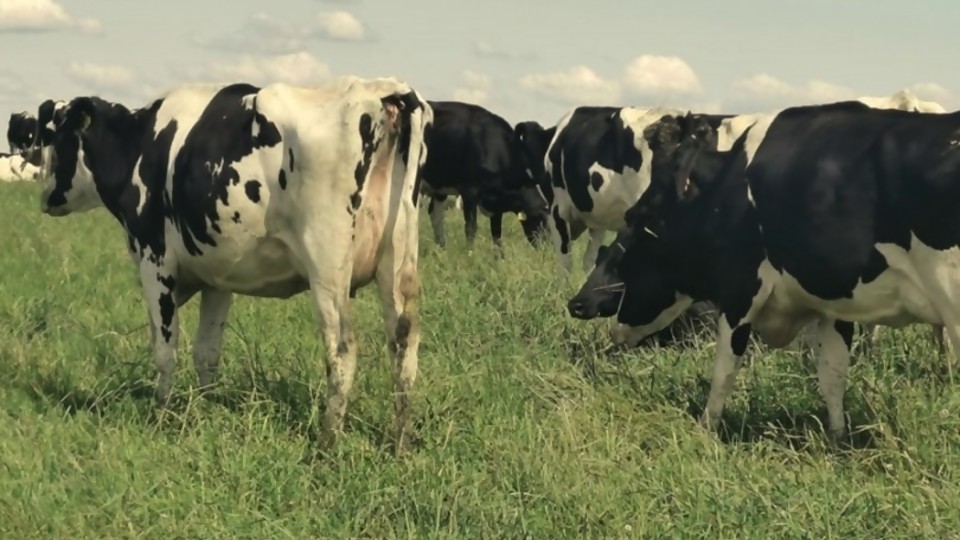  ¿Cómo afecta al consumidor el conflicto de la industria láctea? —  La entrevista — Paren Todo | El Espectador 810