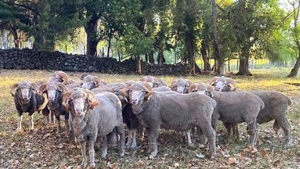 G. Pérez: ''Para nuestros campos de basalto, el Merino Australiano es la mejor opción'' —  Zafra — Dinámica Rural | El Espectador 810