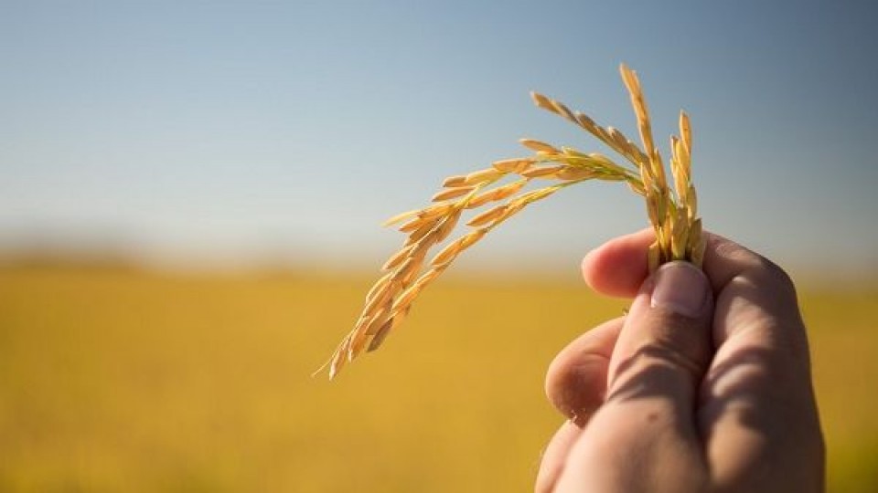 Hoy con la presencia de Lacalle Pou se inaugura la cosecha de arroz 2022 —  Agricultura — Dinámica Rural | El Espectador 810