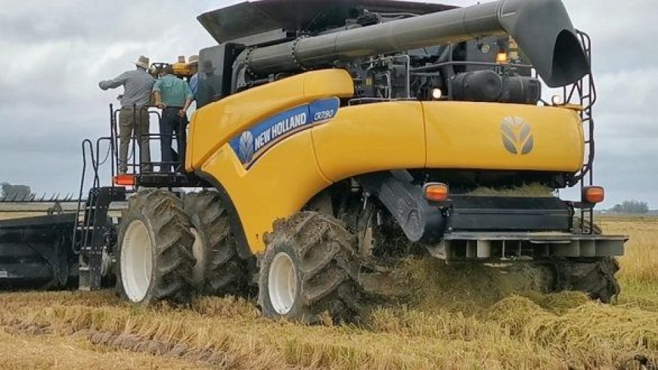 A. Lago: ''Esperamos un precio definitivo acorde al momento del arroz'' —  Agricultura — Dinámica Rural | El Espectador 810