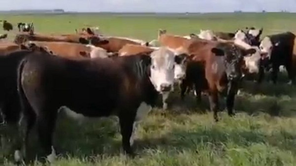 J. González: ''Seguimos ante una ganadería que goza de buenos precios'' —  Mercados — Dinámica Rural | El Espectador 810