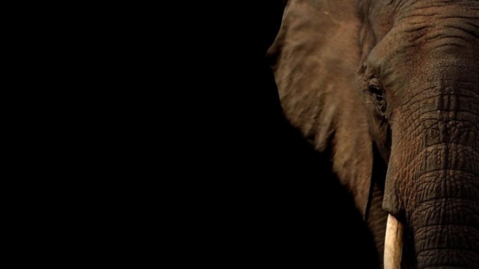 Memoria de elefantes... ¿pueden balancearse sobre la tela de una araña? —  ¡Qué animal! — Abran Cancha | El Espectador 810