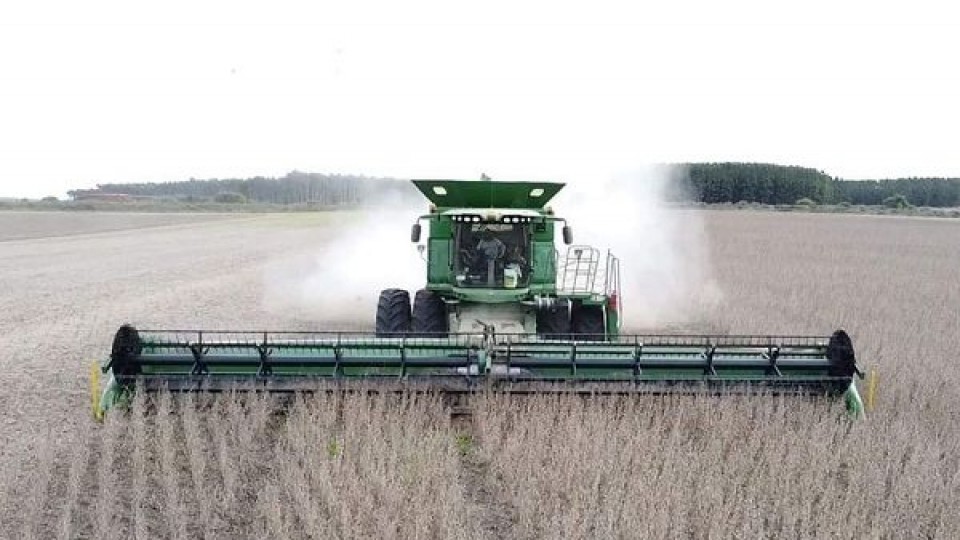 Mientras la colza agotó sus reservas, la trilla de soja refleja lo esperado en rindes  —  Agricultura — Dinámica Rural | El Espectador 810