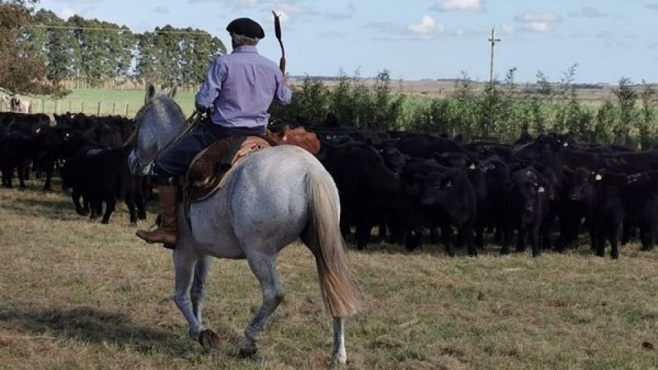 Revisación de toros: ¿Qué, por qué y cuándo lo hago? —  Ganadería — Dinámica Rural | El Espectador 810