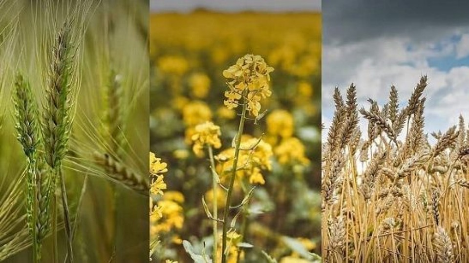 Cultivos de invierno y el protagonismo de la colza —  Agricultura — Dinámica Rural | El Espectador 810