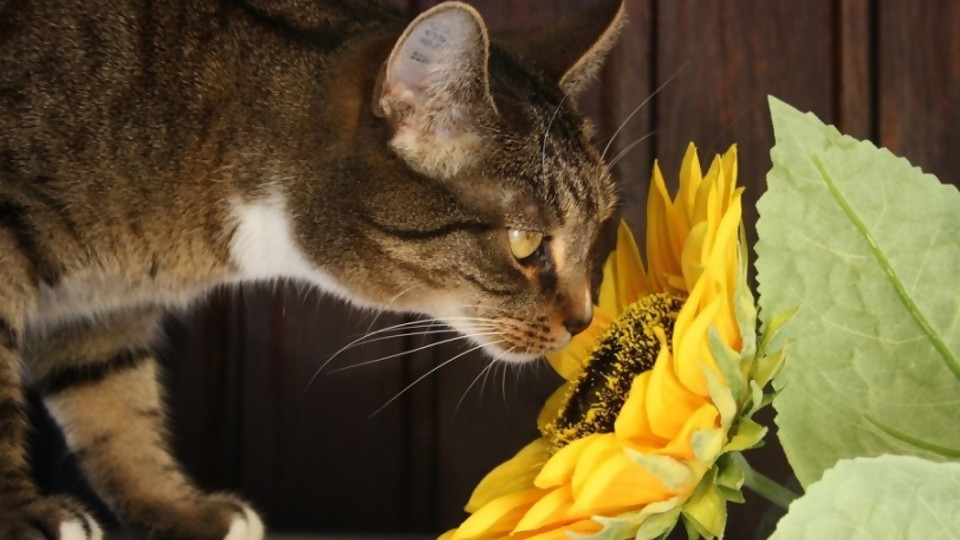 ¿Qué hago con mi gato que come plantas? —  Tu mascota te quiere decir algo — Paren Todo | El Espectador 810