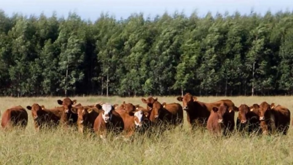 ''Se va el invierno y deja poco pasto y el ganado con poco estado corporal'' —  Ganadería — Dinámica Rural | El Espectador 810