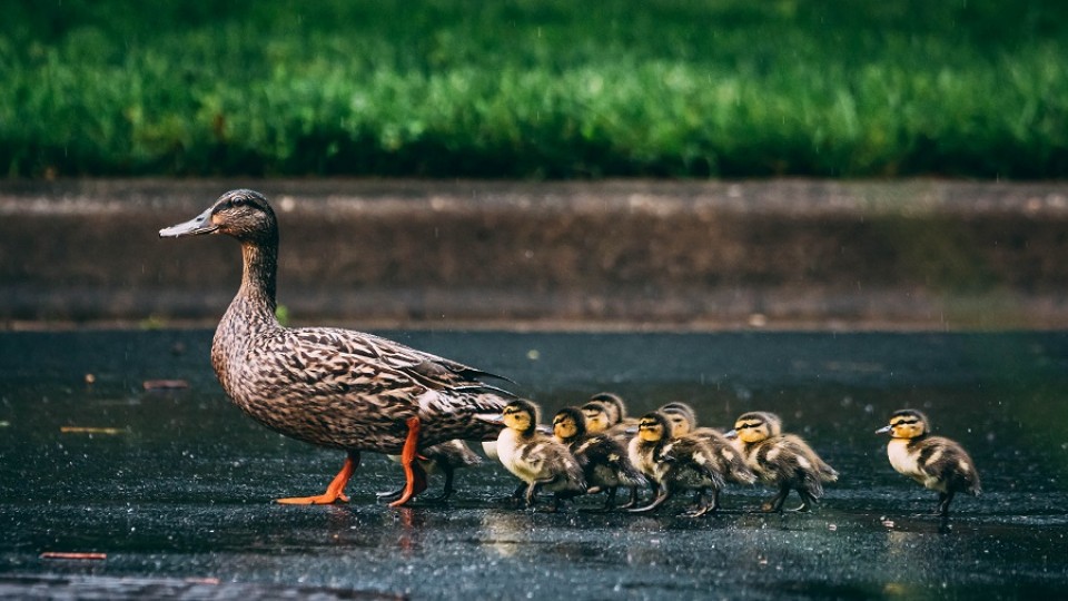 Un premio para la investigación sobre por qué los patitos nadan en fila —  Informes — No Toquen Nada | El Espectador 810