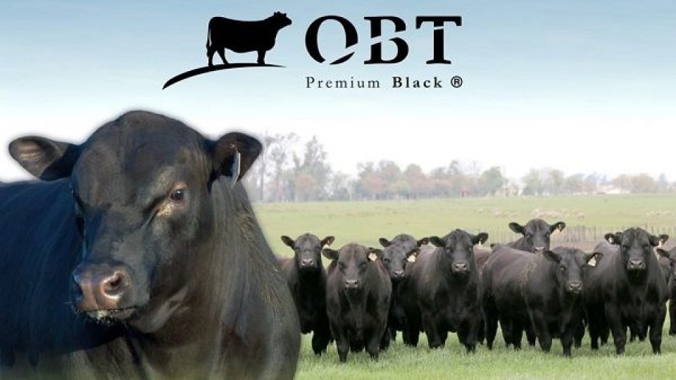 OBT: ''Lo mejor de la raza Black Angus'' —  Zafra — Dinámica Rural | El Espectador 810