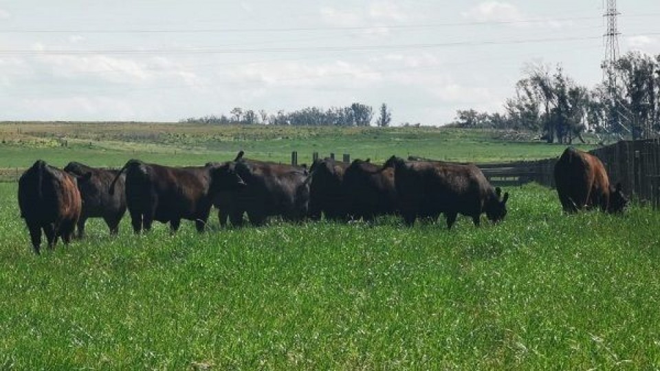 R. Mateu: ''tenemos muy buenos ganados'' —  Zafra — Dinámica Rural | El Espectador 810