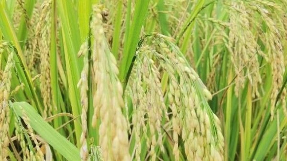 Zafra 22/23: En arroz la siembra fue óptima  —  Agricultura — Dinámica Rural | El Espectador 810