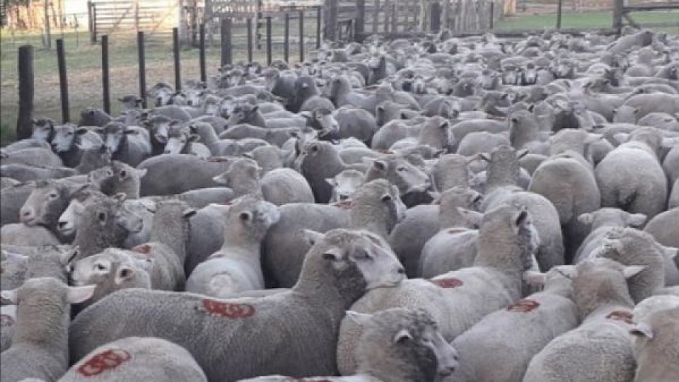 G. Bianchi: ''nadie avisó y hoy el productor ovino es el afectado'' —  Mercado Lanero — Dinámica Rural | El Espectador 810