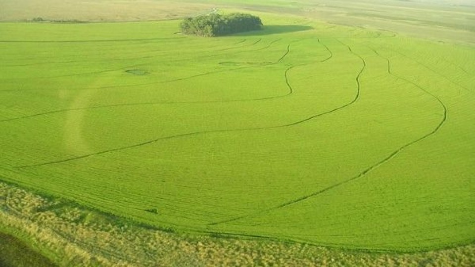 Se sembró el 95% del área, el precio provisorio es de 11.45 dólares y se espera que prospere el mercado de Japón  —  Comercio Exterior — Dinámica Rural | El Espectador 810