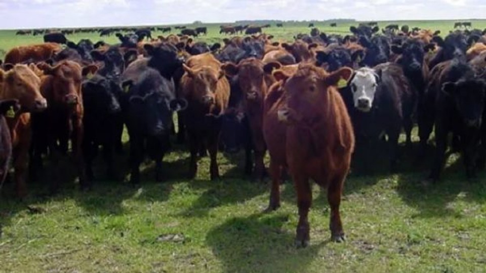 Tiempo récord: En Florida GBNR vendió 19 animales por minuto  —  Mercados — Dinámica Rural | El Espectador 810