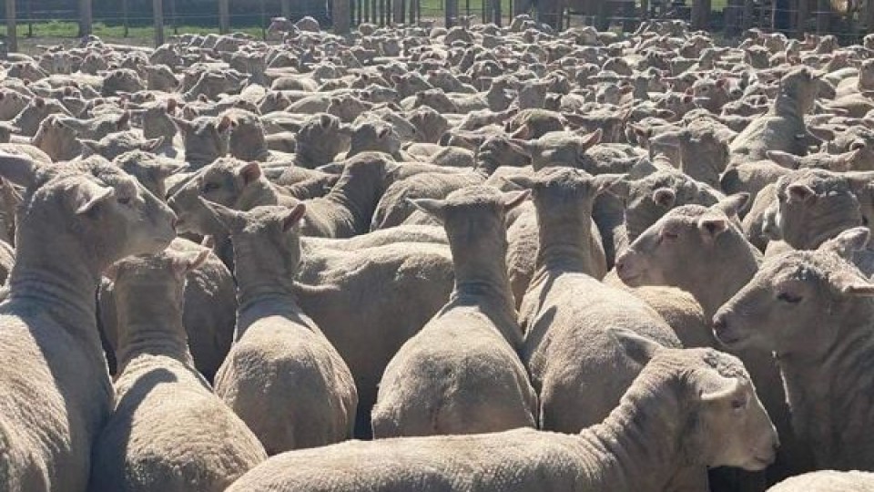 D. Saavedra: ''apuntamos a una zafra de calidad'' —  Zafra — Dinámica Rural | El Espectador 810