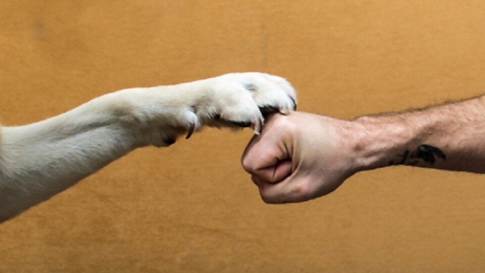 Los perros son como sus dueños... ¿inteligentes? —  ¡Qué animal! — Abran Cancha | El Espectador 810
