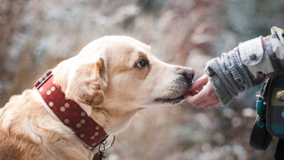 La eutanasia paliativa en nuestras mascotas —  Tu mascota te quiere decir algo — Paren Todo | El Espectador 810