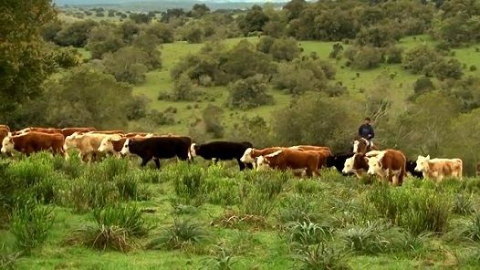 O. Fernández: “el 2022 se instala lento, pero con buenas expectativas para la ganadería” —  Mercados — Dinámica Rural | El Espectador 810