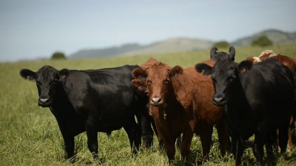 ¿Es sostenible el aumento de precios del ganado gordo? —  Mercados — Dinámica Rural | El Espectador 810