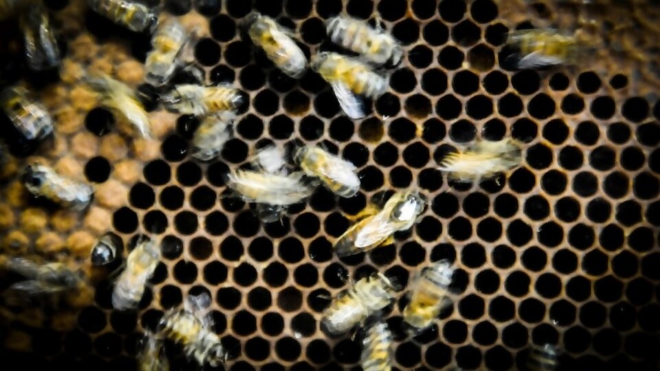 Algunas respuestas sobre la apicultura y las abejas del Uruguay —  NTN Concentrado — No Toquen Nada | El Espectador 810