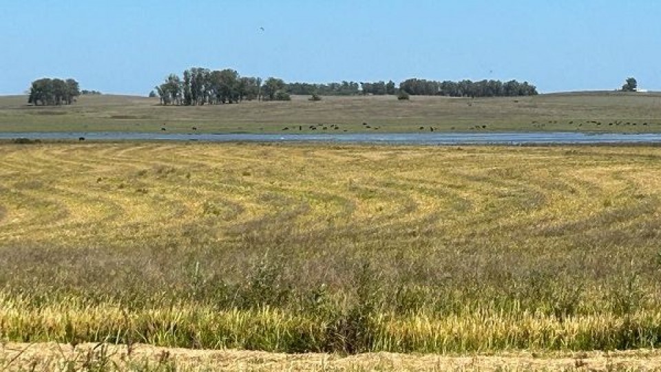 ''Marzo terminará con temperaturas  por encima de lo  normal y pocas lluvias'' —  Clima — Dinámica Rural | El Espectador 810