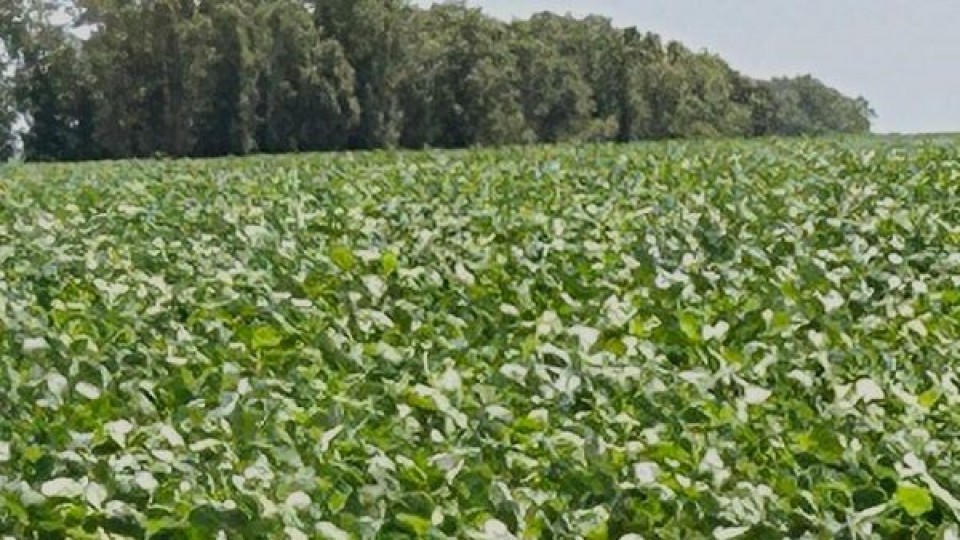 USDA: Más stock en trigo y descenso en el maíz y soja, determinó un aumentó en precios, según Morixe —  Agricultura — Dinámica Rural | El Espectador 810