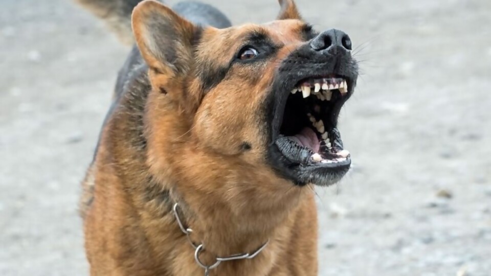 ¿Cómo actuar si tu perro es territorial y agresivo?  —  Tu mascota te quiere decir algo — Paren Todo | El Espectador 810