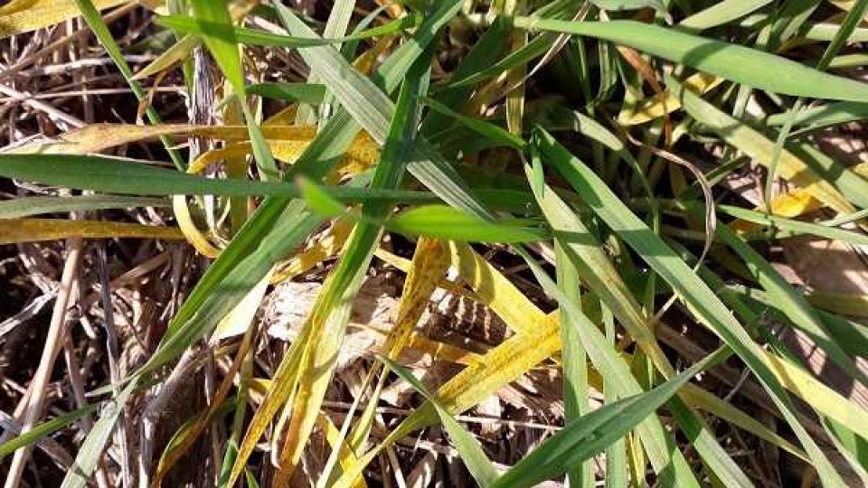 Técnicos de INIA advierten sobre presencia de la roya amarilla, una enfermedad que es recurrente en las últimas zafras —  Agricultura — Dinámica Rural | El Espectador 810