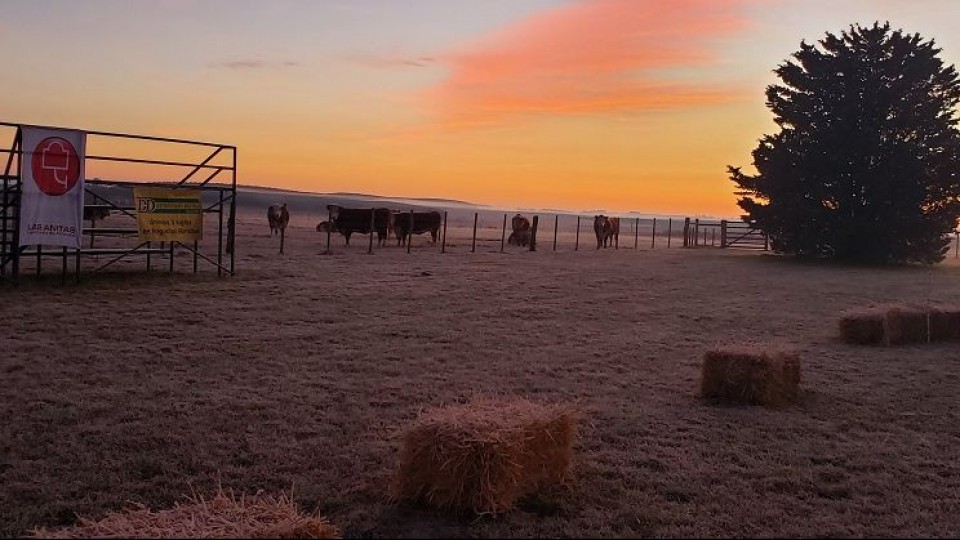 'Excelentes precios' en el Clásico de Hembras de Las Anitas —  Ganadería — Dinámica Rural | El Espectador 810