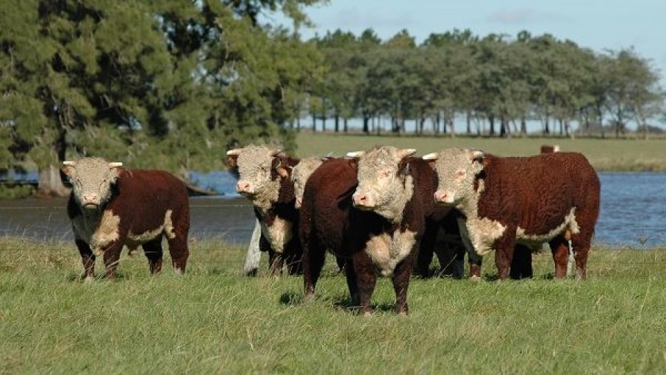 En una zafra que promete, el IPA propone revisar toros de forma temprana —  Ganadería — Dinámica Rural | El Espectador 810