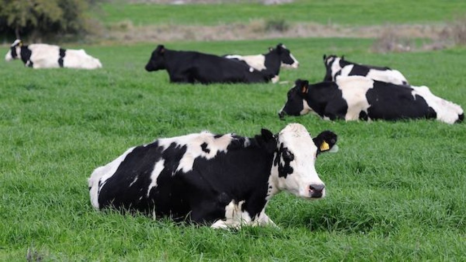 'Con excelente genética, y plazos acordes al momento, la comercialización de ganado lechero promete en esta primavera' —  Lechería — Dinámica Rural | El Espectador 810