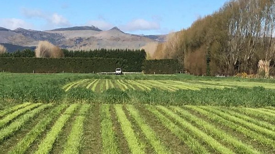Nueva Zelanda, mitos y realidades del sistema pastoril —  Ganadería — Dinámica Rural | El Espectador 810