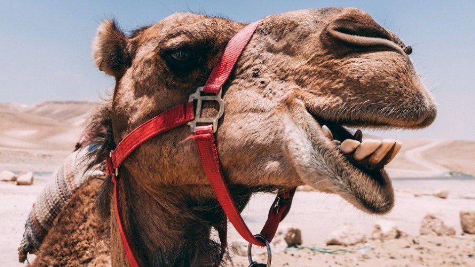 Dolor de Camello —  De qué te reís: Diego Bello — Más Temprano Que Tarde | El Espectador 810