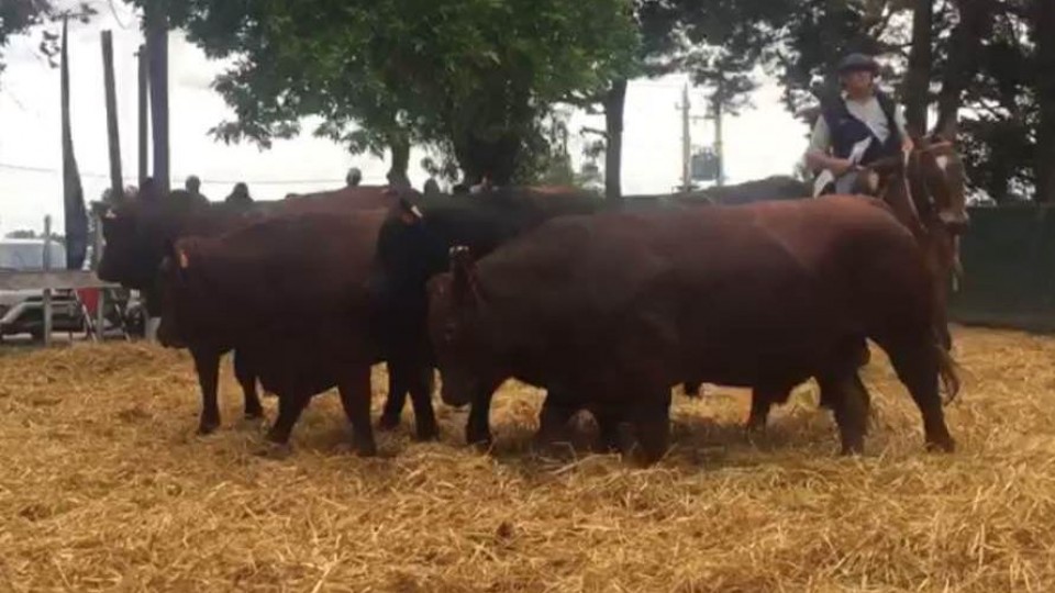 Con excelente genética de las principales razas bovinas, comienza la zafra de Reproductores —  Ganadería — Dinámica Rural | El Espectador 810