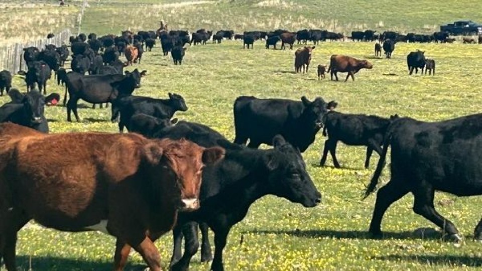 J.M.Fabián: remates ganaderos y agrícolas destacados para este mes —  Mercados — Dinámica Rural | El Espectador 810
