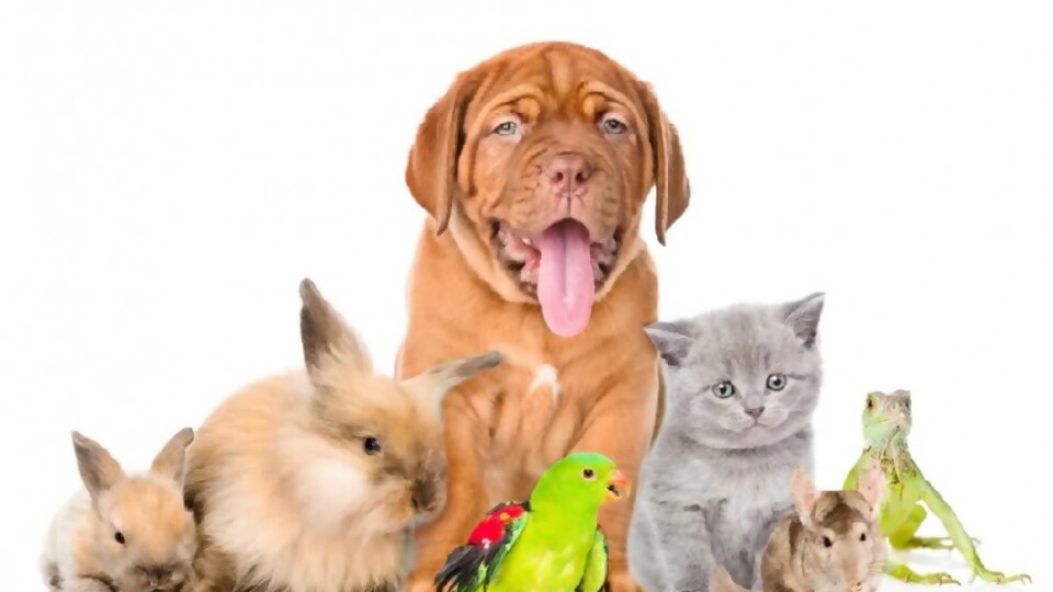 Mitos y verdades acerca de las mascotas —  Segmento dispositivo — La Venganza sera terrible | El Espectador 810