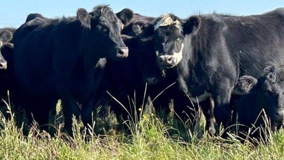 Constantín: mayor fluidez en el mercado, pero con el ganado gordo más retenido aún a partir desde las lluvias —  Mercados — Dinámica Rural | El Espectador 810