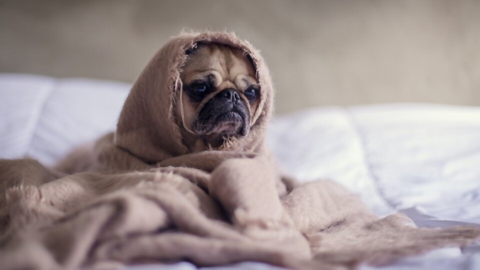 ¿Qué enfermedades pueden afectar a tu perro en invierno? —  Tu mascota te quiere decir algo — Paren Todo | El Espectador 810