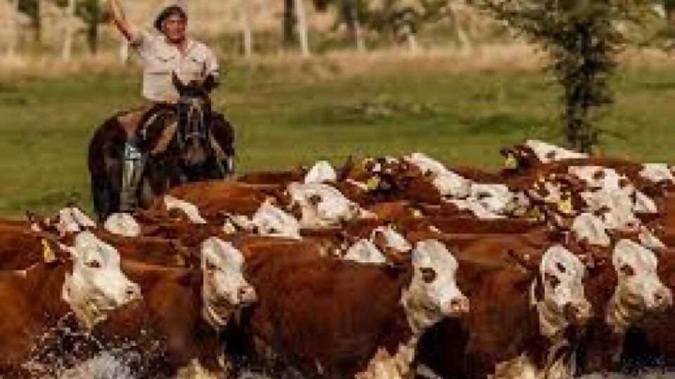 Argentina: “el criador es el que está más complicado”, dijo Santangelo  —  Ganadería — Dinámica Rural | El Espectador 810