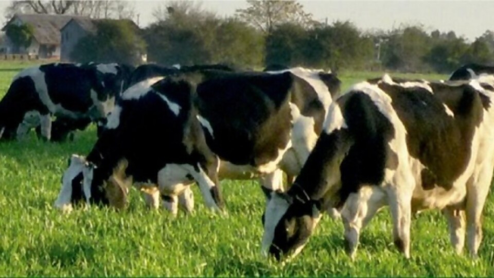 Fabián Hernández: resultados de medición y gestión de pasturas “han sido muy buenos” —  Lechería — Dinámica Rural | El Espectador 810