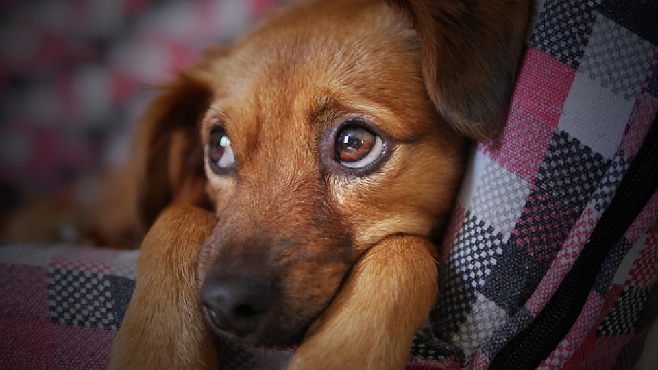 Problemas de comportamiento poco usuales en las mascotas —  Tu mascota te quiere decir algo — Paren Todo | El Espectador 810