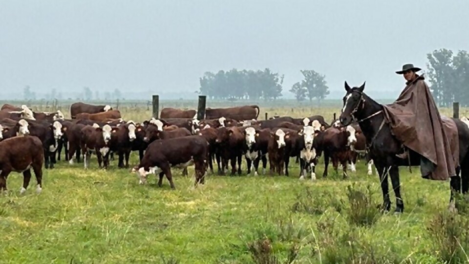 Lote 21: ternero tuvo un promedio de US$ 2.51 en el remate N°193 —  Ganadería — Dinámica Rural | El Espectador 810