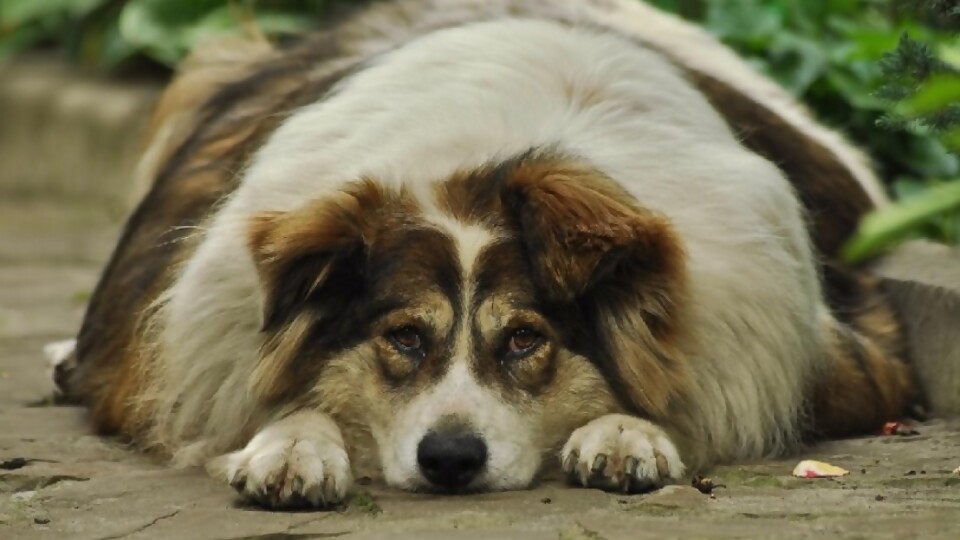 Obesidad en las mascotas —  Tu mascota te quiere decir algo — Paren Todo | El Espectador 810