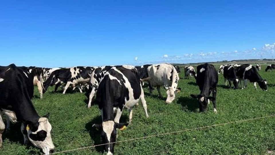 Liquidación de San Agustín: Escritorio Urchitano remata uno de “los rodeos de punta del país”, destacó Brum —  Lechería — Dinámica Rural | El Espectador 810