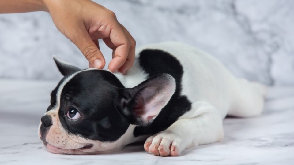 Si te pica, rascate —  Tu mascota te quiere decir algo — Paren Todo | El Espectador 810