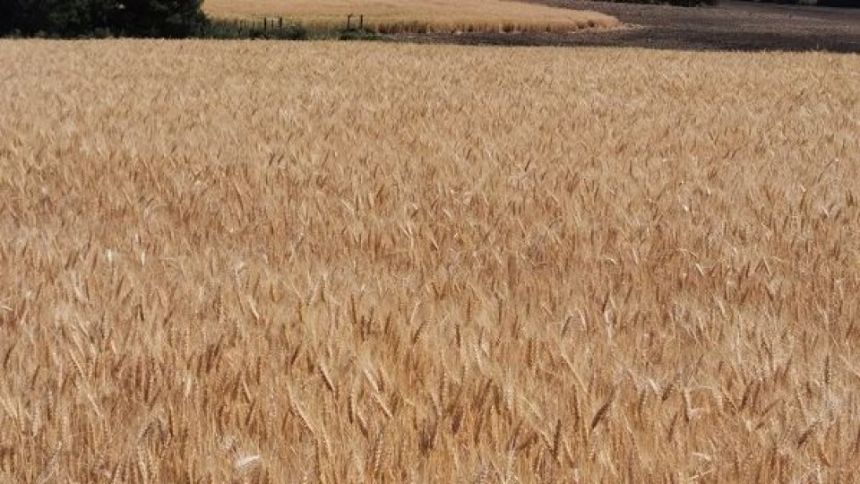 Trigo y cebada: comentarios y recomendaciones desde INIA La Estanzuela —  Investigación — Dinámica Rural | El Espectador 810